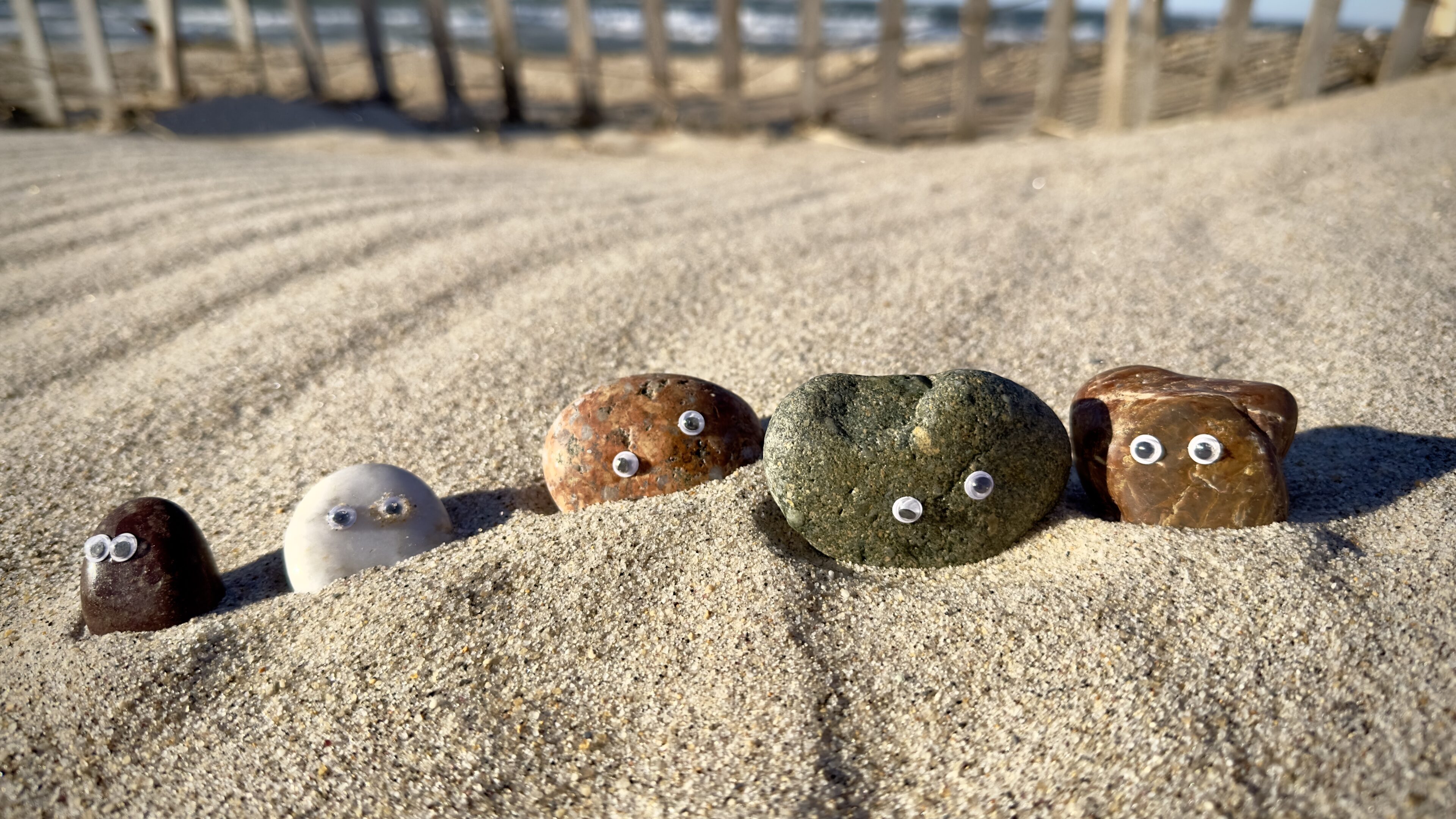 A group of pet rocks in a row